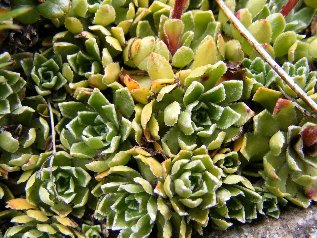 Saxifraga paniculata